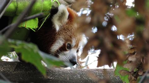 The Mysterious Red Pandas Of Meghalaya Red Pandazine