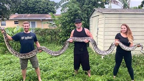 ‘beast Longest Python Caught In Everglades Measures 189 Feet Fl