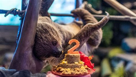 Slow And Steady Two Toed Sloth Turns Two Years Old At The National Aviary