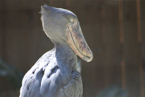 Shoebill Balaeniceps Rex Zoochat