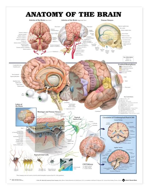 28 Diagram Of The Brain And Its Parts Pics Image Of Diagram