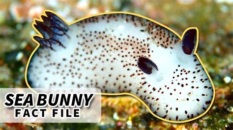 Sea Bunny Facts The Cutest Sea Slug Animal Fact Files Youtube