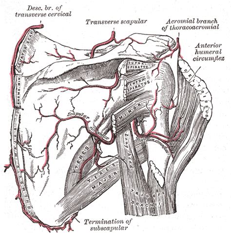 Scapular Anastomosis Wikipedia