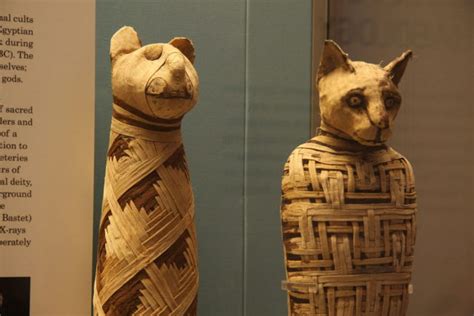 Dozens Of Mummified Cats Found In 6000 Yr Old Egyptian Tombs The