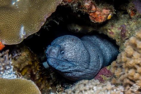 Granite Moray Eel Facts And Photographs Seaunseen