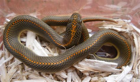 Filearoura House Snake 1 Wikipedia The Free Encyclopedia