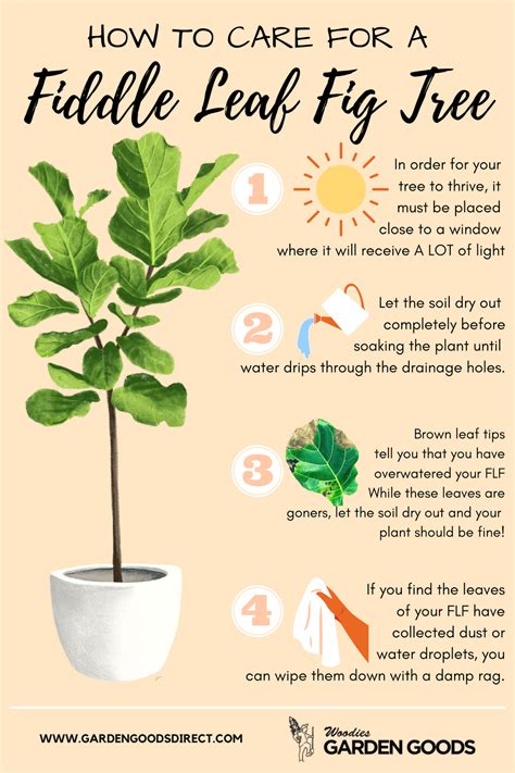 Tips For Fiddle Leaf Fig Tree Care Fig Plant Plant Care Houseplant