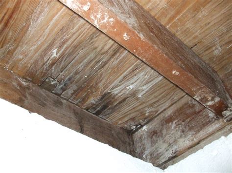 Following these steps will kill mold in your basement and prevent it from coming back. How to Treat a Mold Infestation on Wood With Borax 20 Mule ...