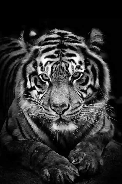 Tiger Black And White Tiger Photography Animals Animals Wild