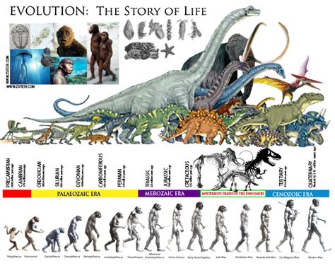 Dinosaur Timeline Human Evolution Evolution Dinosaur