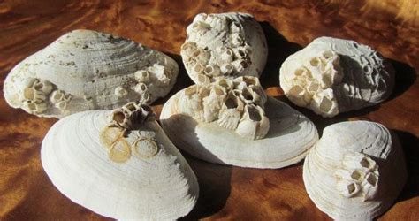 Just add them to your path lanterns! 6 Barnacle Large Clam Shells, Barnacles, Fish tank decor ...