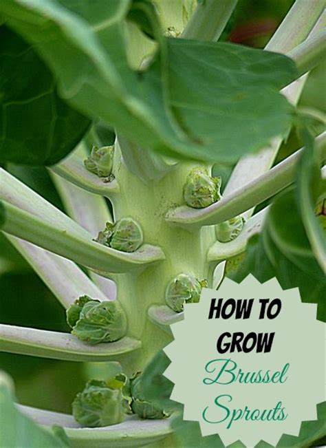 Brussels Sprouts A Cool Weather Crop How To Grow For