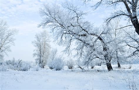 Winter And Forest Free Stock Photo Public Domain Pictures