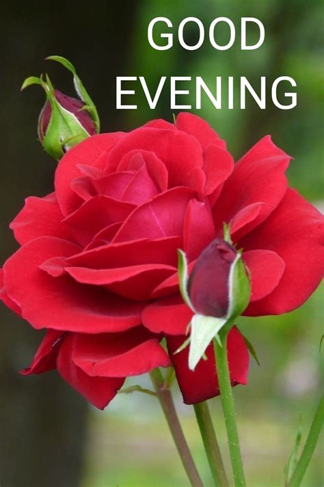 Good Evening Roses