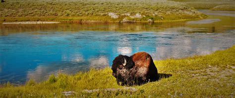 The Best Wildlife Viewing In Yellowstone National Park