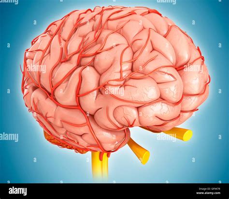 Illustration Of Human Brain Stock Photo Alamy