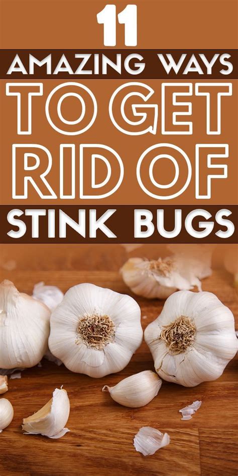 11 Ways To Get Rid Of Stink Bugs Stink Bugs Homemade Bug Repellent