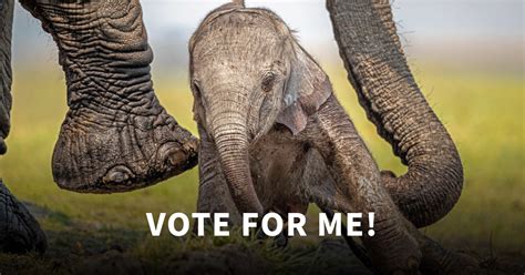 Vote For Your Favorite Wildlife Image African Wildlife Foundation