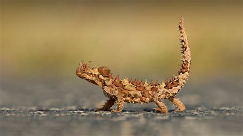 Bing HD Wallpaper Aug 14, 2024: World Lizard Day - Bing Wallpaper Gallery