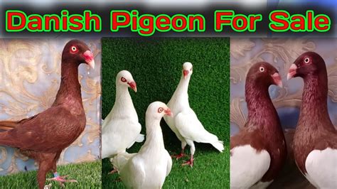 Fancy Pigeon For Sale Danish Pigeon For Sale Fancy Pigeon Farm