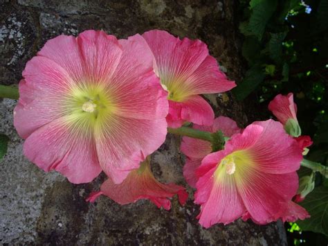 Bare Root Hollyhock Plants Tips For Planting Hollyhock Roots Growing
