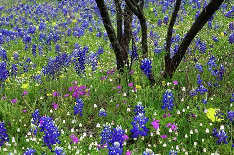Texas Hill Country Wildflowers Texas Photograph By Gayle Harper Fine