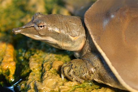 If You Want To Give A Turtle An Erection Use A Vibrator The Verge