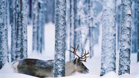 Winter Snow Nature Landscape Deer Wallpapers Hd