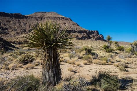 Many species of cholla cacti have sharp spines in their liking, as the wood interior of the cholla cacti is strong enough to support the birds and its large nests. The Super Bowl versus The Mojave - PopUpBackpacker