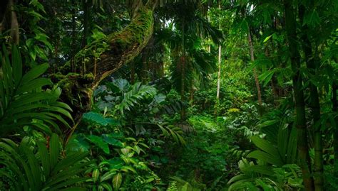 Southeast Asian Rainforest With Deep Jungle Wall Mural Nature