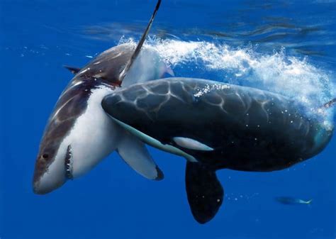 Did You Know Orcas Hunt Great White Sharks They Will Hunt A Shark