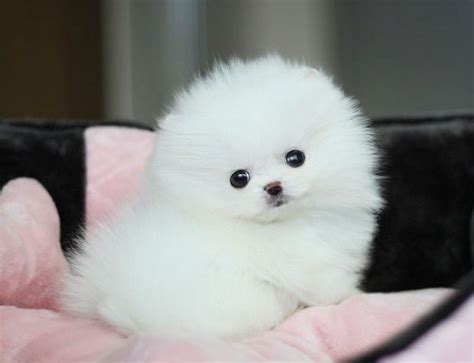 Like A Snowball Too Cute Cute Dogs Cute Baby Animals Pomeranian Puppy