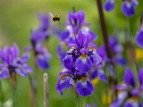 Growing Siberian Irises Iris Flowers Gardening Blooming Secrets