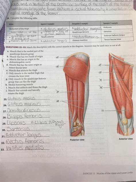 Your arm muscles allow you to perform hundreds of everyday movements, from making a fist to bending your thumb. Solved: Match The Description Woth The Correct Muscle In T ...