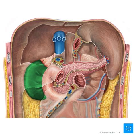 Those seven approaches are body plane and body direction, body cavities, quadrants and regions, anatomy and physiology, microscopic and macroscopic, body systems, and medical. Abdominal regions: Anatomy, landmarks and contents | Kenhub