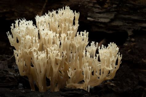 Can You Eat Coral Exploring Edibility Risks And Environmental Impact