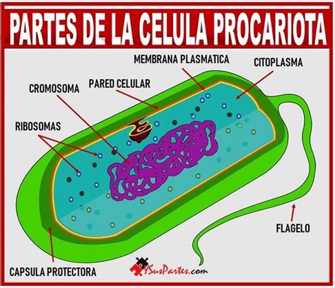 Top 153 Imagenes De La Celula Procariota Destinomexicomx