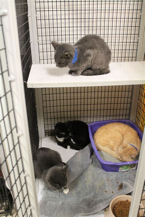 Get Animal Shelter With Cats Image Temal