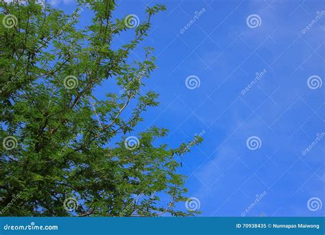 Green Tree Brances Frame Corner With Blue Sky Stock Image Image Of