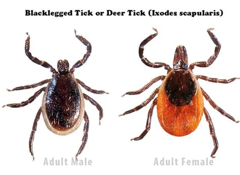 Tick Season Is Here In Ontario What To Know And How To Prepare