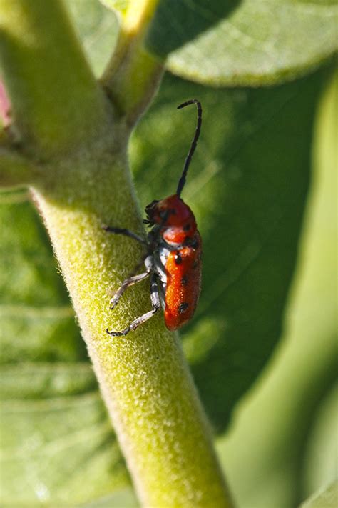 Minnesota Seasons Red Milkweed Beetle