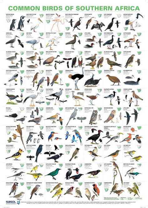Common Birds Of Southern Africa Poster Natural History Norman