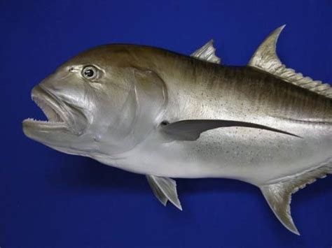 Giant Trevally Mounts New Wave Taxidermy