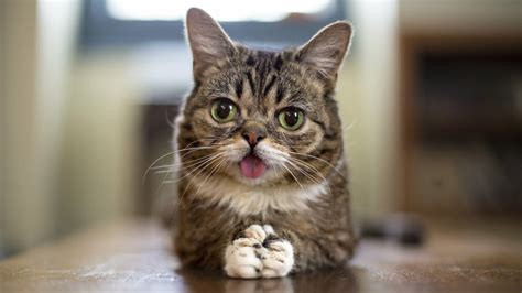 Project Reveals Genome Of Celebrity Cat Lil Bub