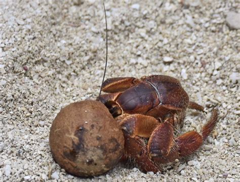 Hermit Crab And Coconut Shell 103366 Mystery Island Vanu Flickr