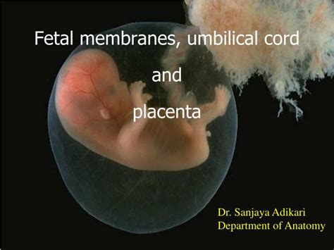 Ppt Fetal Membranes Umbilical Cord And Placenta Powerpoint