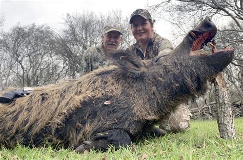 Giant Feral Pigs On The Loose In Canada Usa Gun Blog