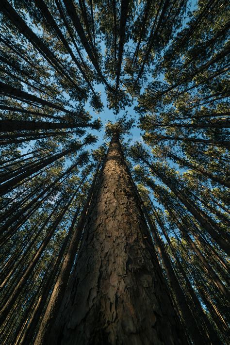 Itap Of Some Tall Trees In A Forrest Itookapicture