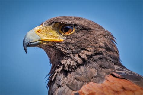 28 Fun And Weird Facts About Hawks Tons Of Facts