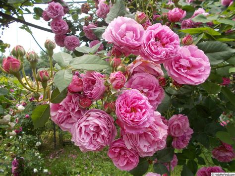 Buy online louise odier rose from eastcroft roses, kent. 'Louise Odier ' Rose Photo